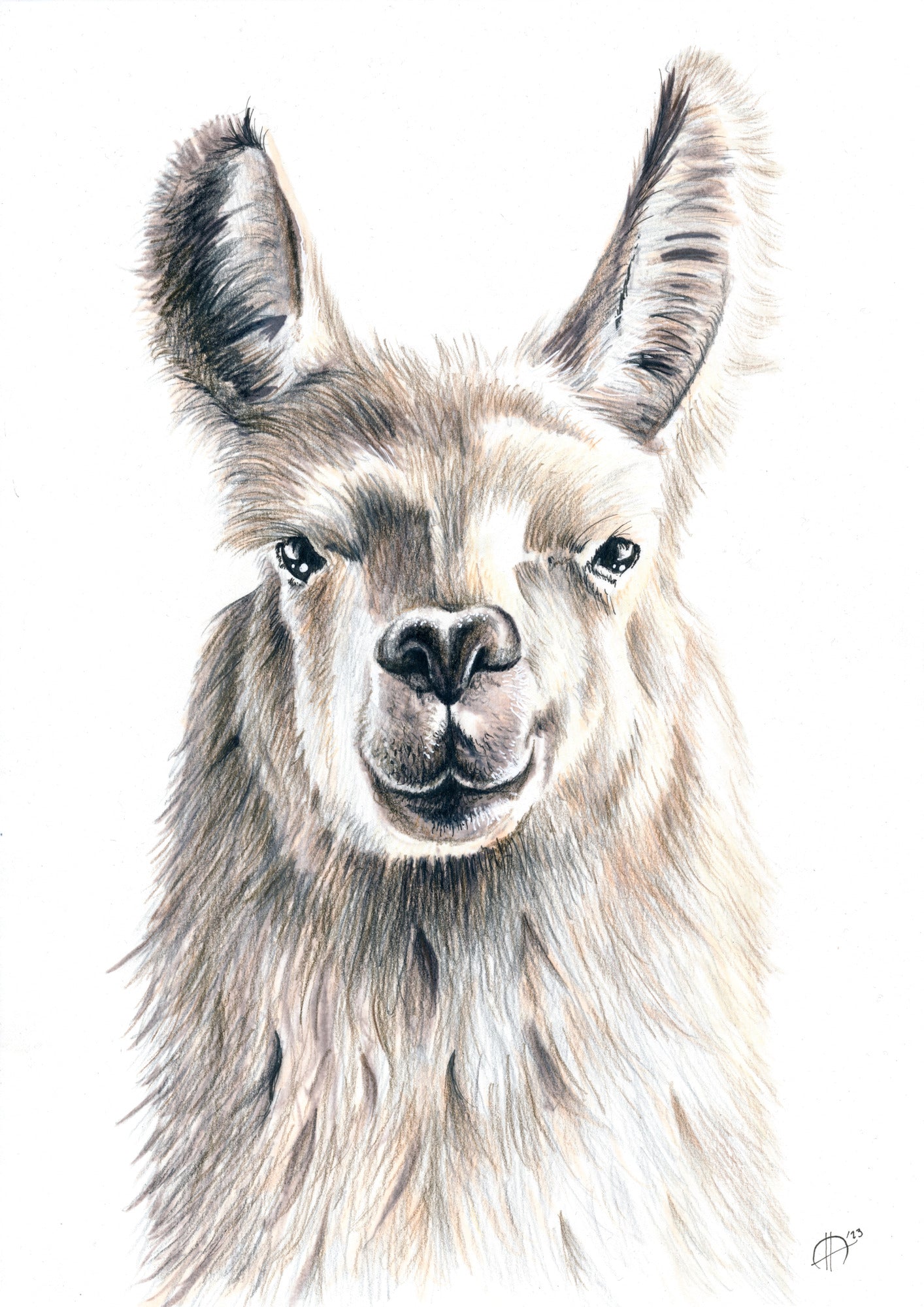 Lama - Prent