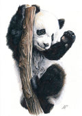 Panda - Prent
