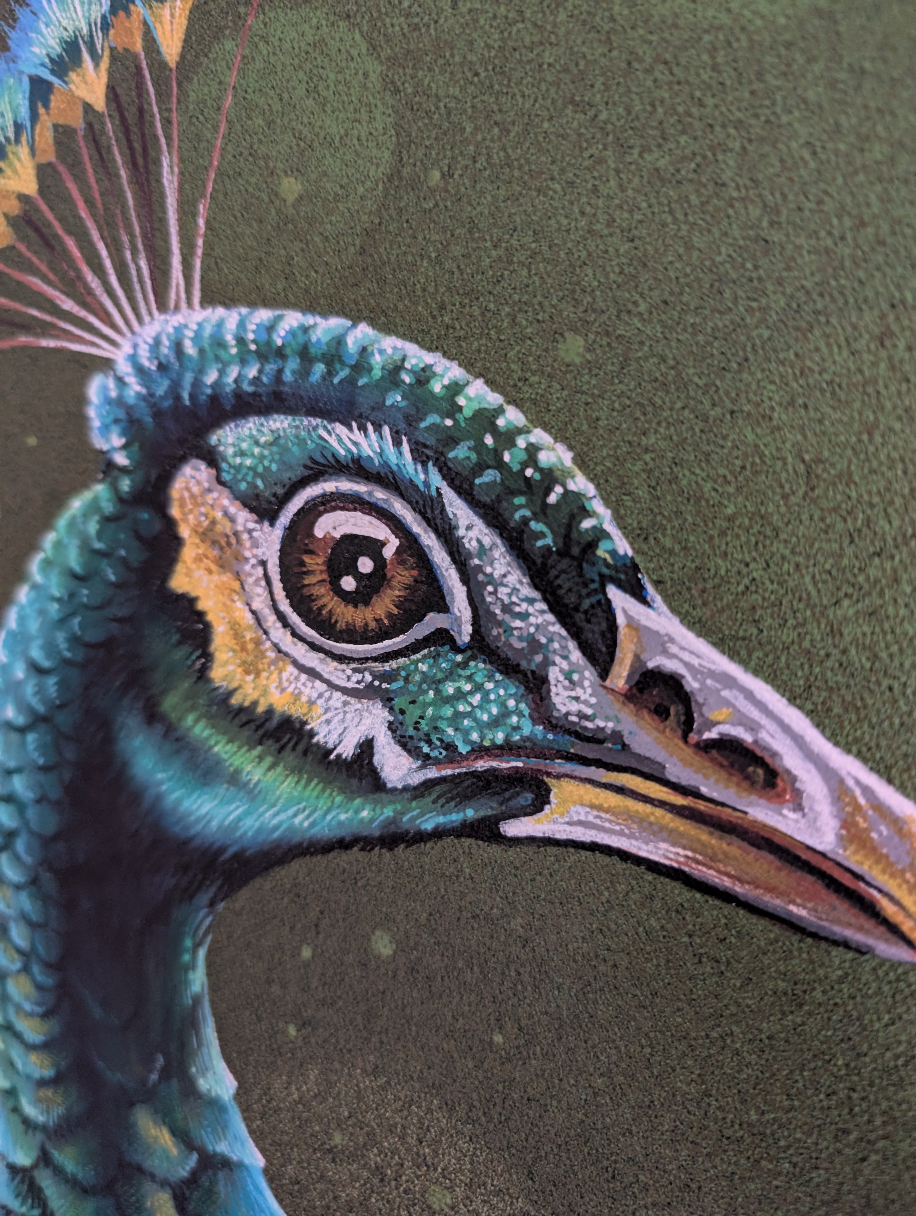Peacock portrait